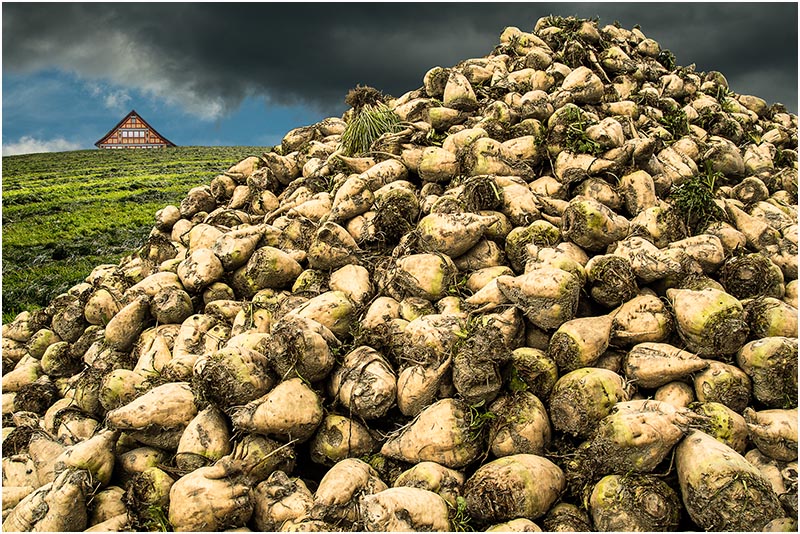 Futterrueben Appenzell