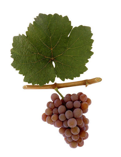 Traminer x 3 30. November 2026