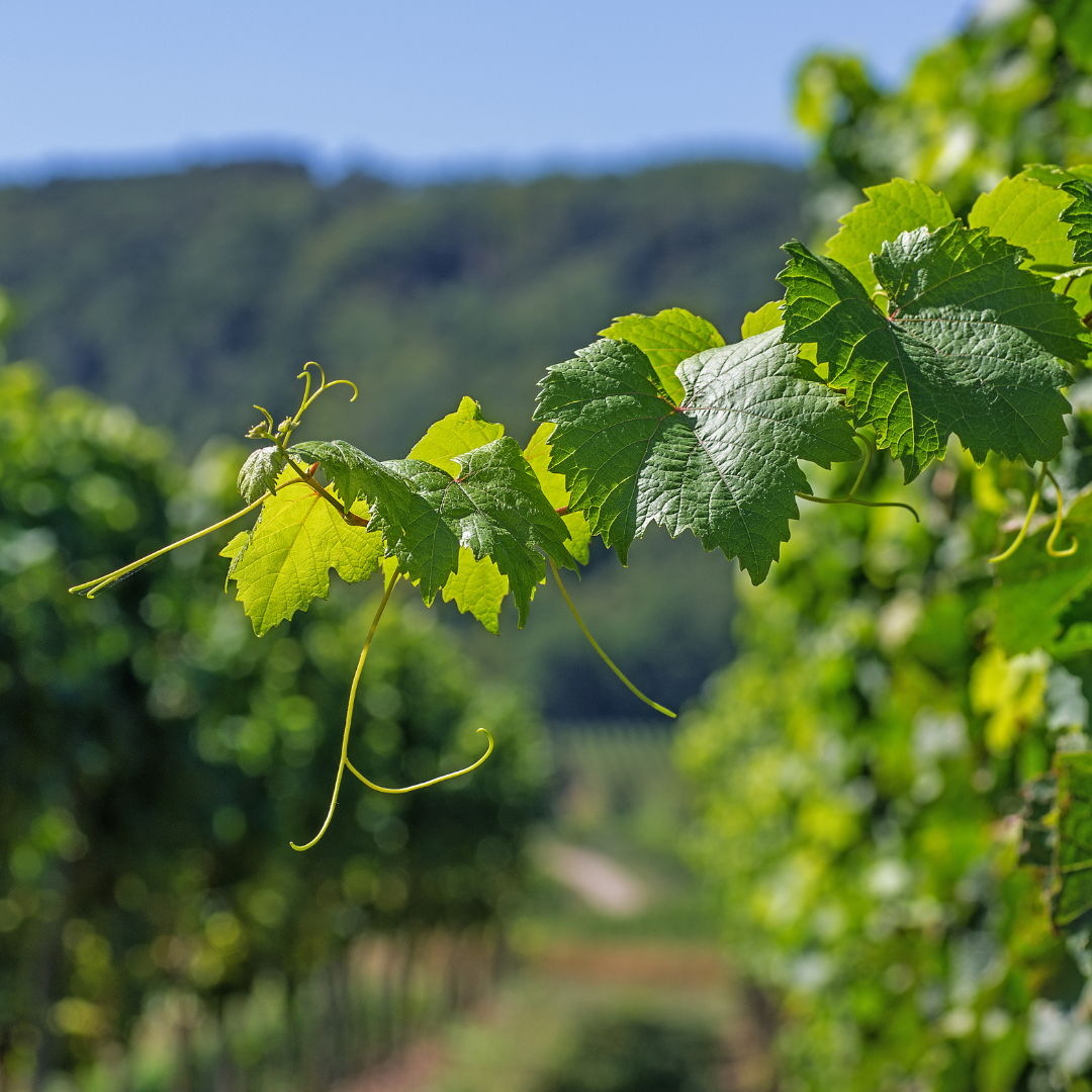 Exkursion Weinbauregion Podravje