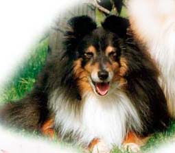 Kyleburn Bananarama – Imported by kennel Leeland (Norway) in 1988. Photo: kennel Leeland.