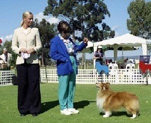 Photo: Shetland Sheepdog Club of Western Australia