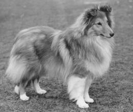 Antoc Sealodge Spotlight, (1962, BB F 6, also largely based on Riverhill and Helensdale lines). He is the second sheltie ever to win the group. The first one was Ch Deloraine Dilys of Monkswood.   