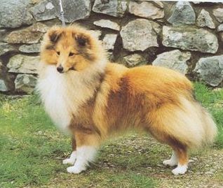 Philhope shetland sheepdogs 2025