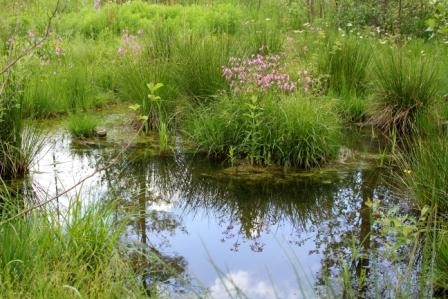 Nach kurzer Zeit hat sich eine üppige Vegetation eingestellt!