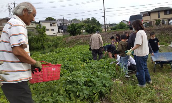 ひなたジャガイモ堀