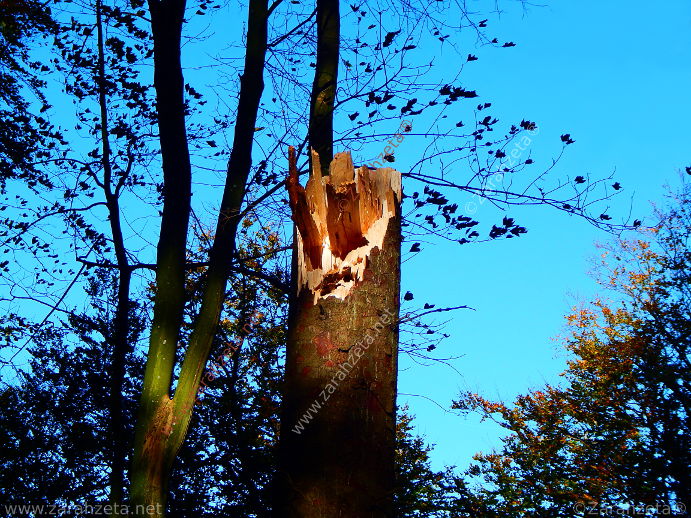 Gebrochener Baumstamm als Sturmschaden