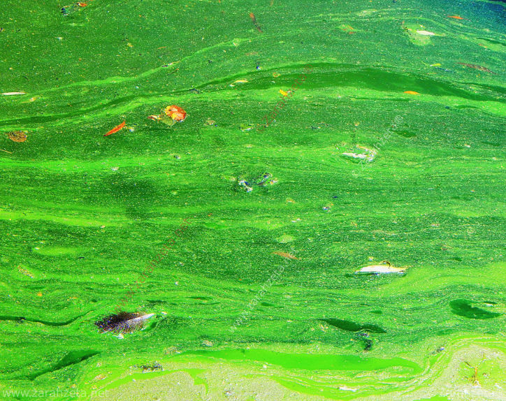 Bild Nr. 24: Entengrütze oder Wasserlinse als natürliches Aquarell