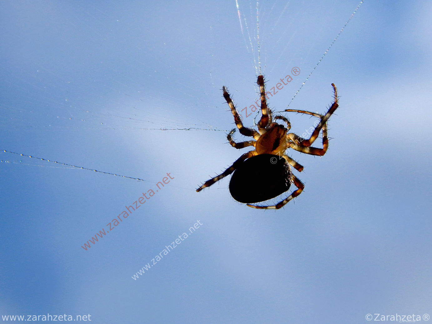 Bild Nr. 23: Spinne im Netz als Trapezkünstler