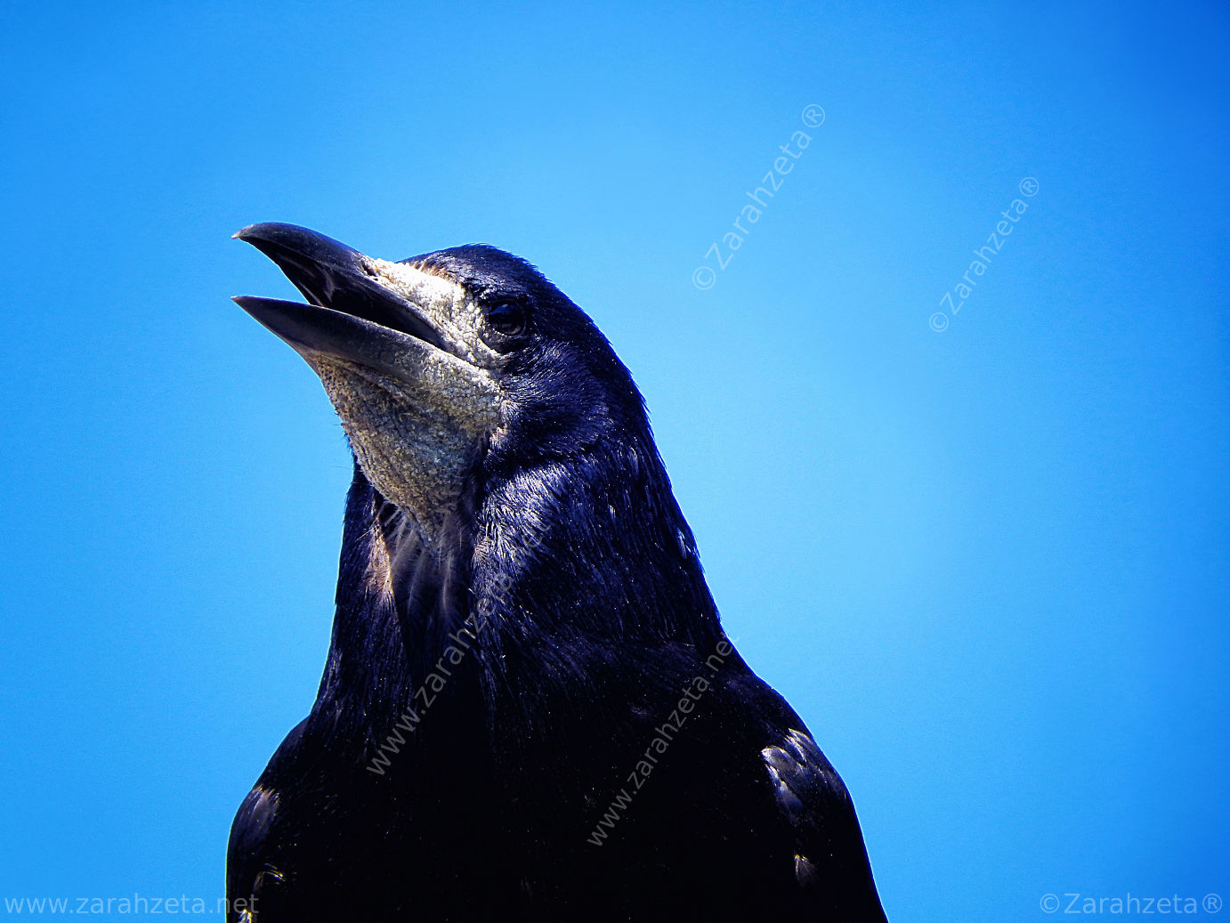 Bild Nr. 33: Schwarze Krähe