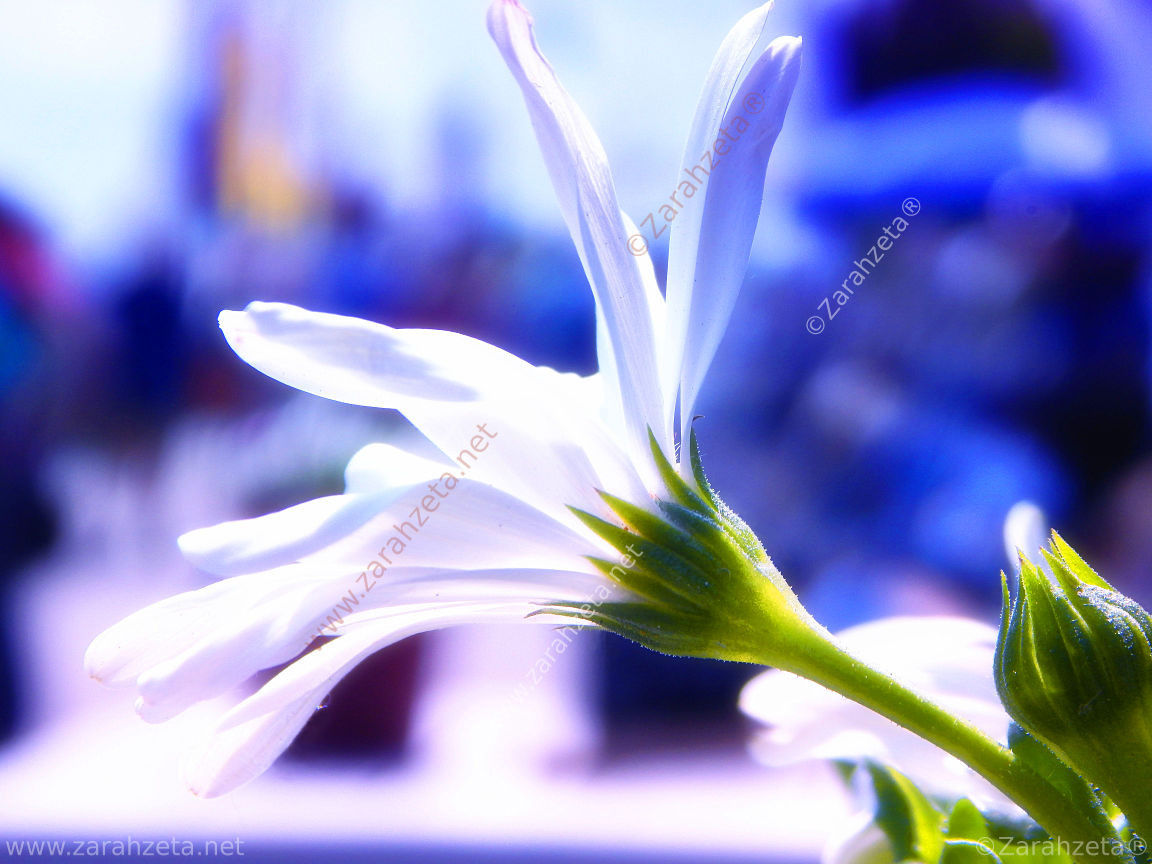 Weiße Blume vor blauem Hintergrund