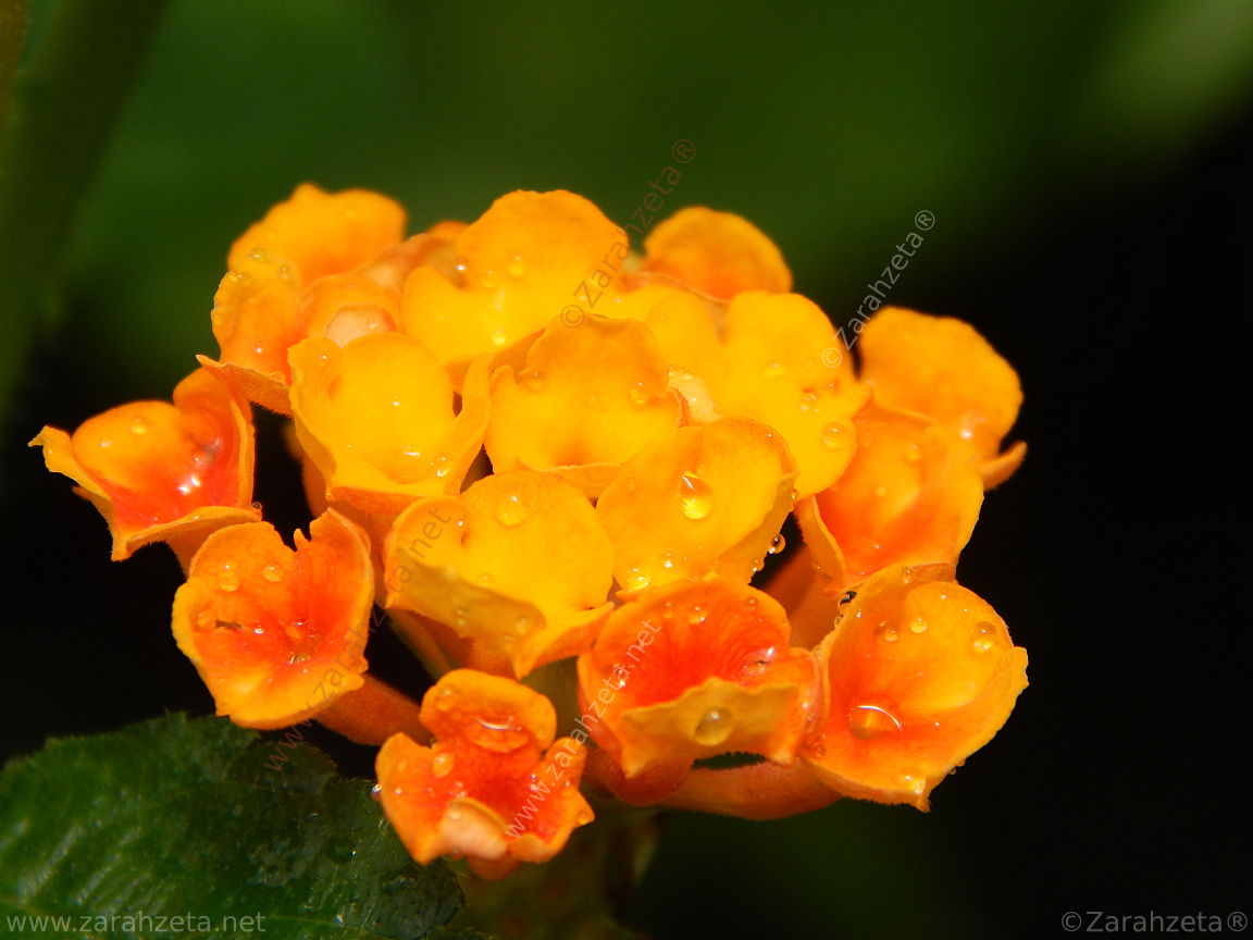 Bild Nr. 15: Oranges Wandelröschen mit Wassertropfen