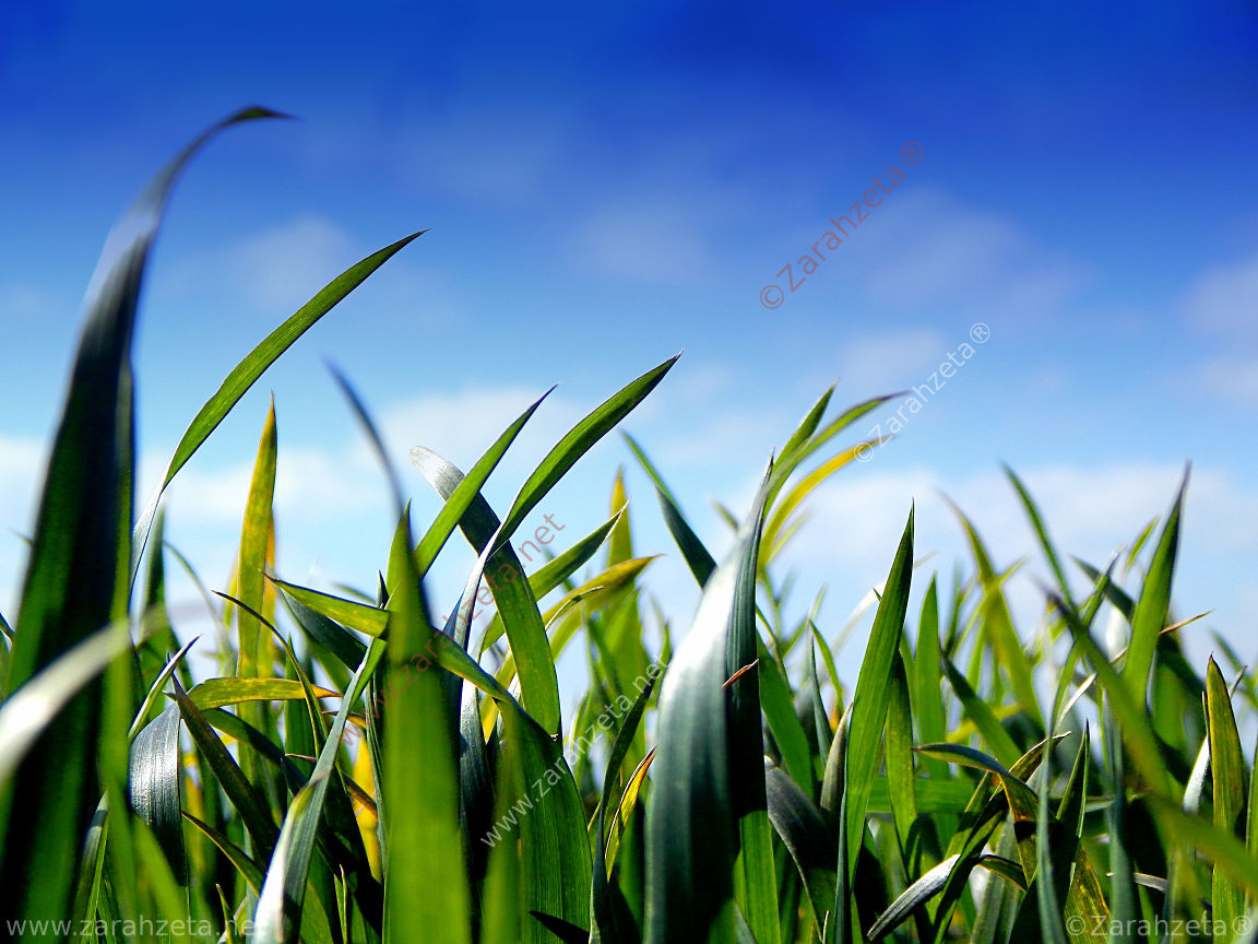 Bild Nr. 57: Junge Maisblätter im Frühling als Makroaufnahme