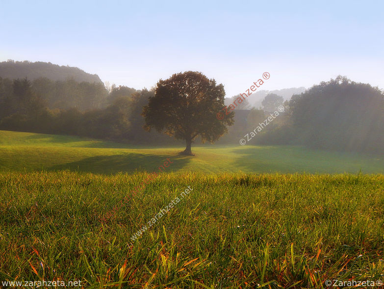 Bild Nr. 51: Wunschbaum im Nebel auf einer Wiese