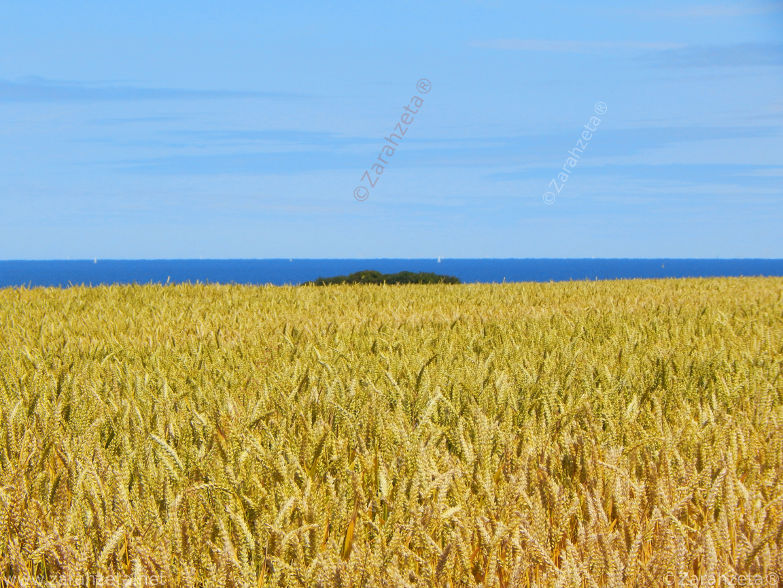 Getreidefeld im Hochsommer an der Ostsee