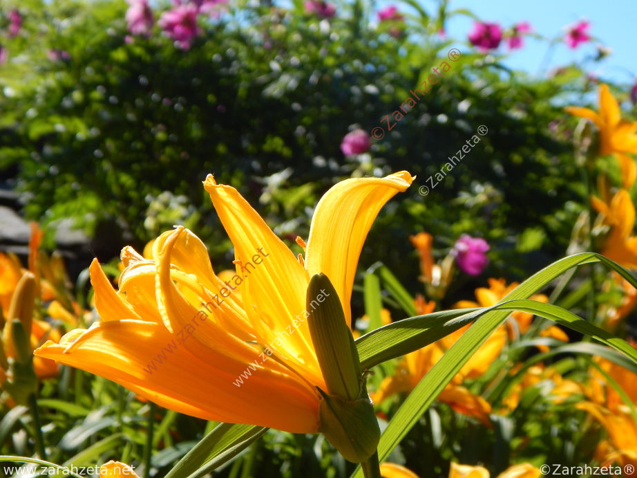 Bild Nr. 3: Floraler Sommergruß mit bunten Blumen