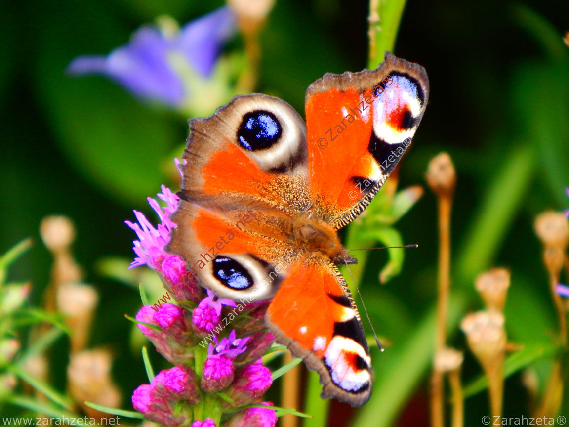Bild Nr. 42: Schmetterling Bunter Tagfalter