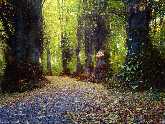 Baumallee im Wald als Feenweg