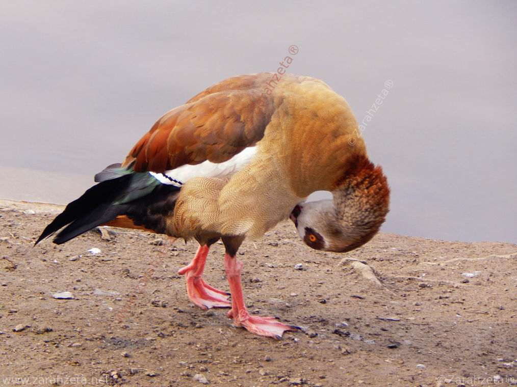 Ägyptische Gans bittet zum Tanz