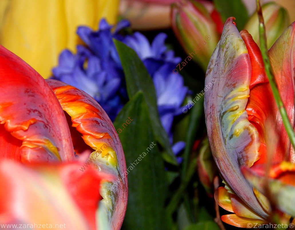 Farbenspiel eines bunten Blumenstraußes in Nahaufnahme