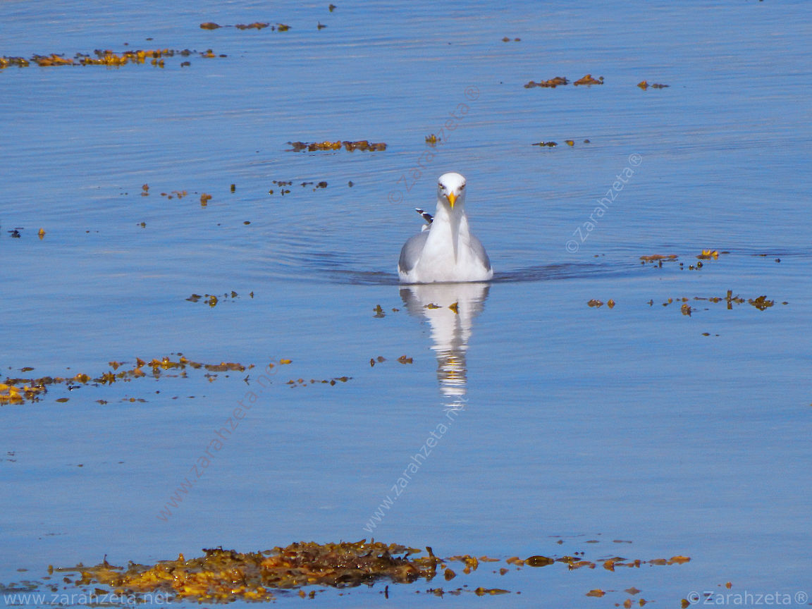 Bild Nr. 63: Seemöwe als schwimmendes U-Boot