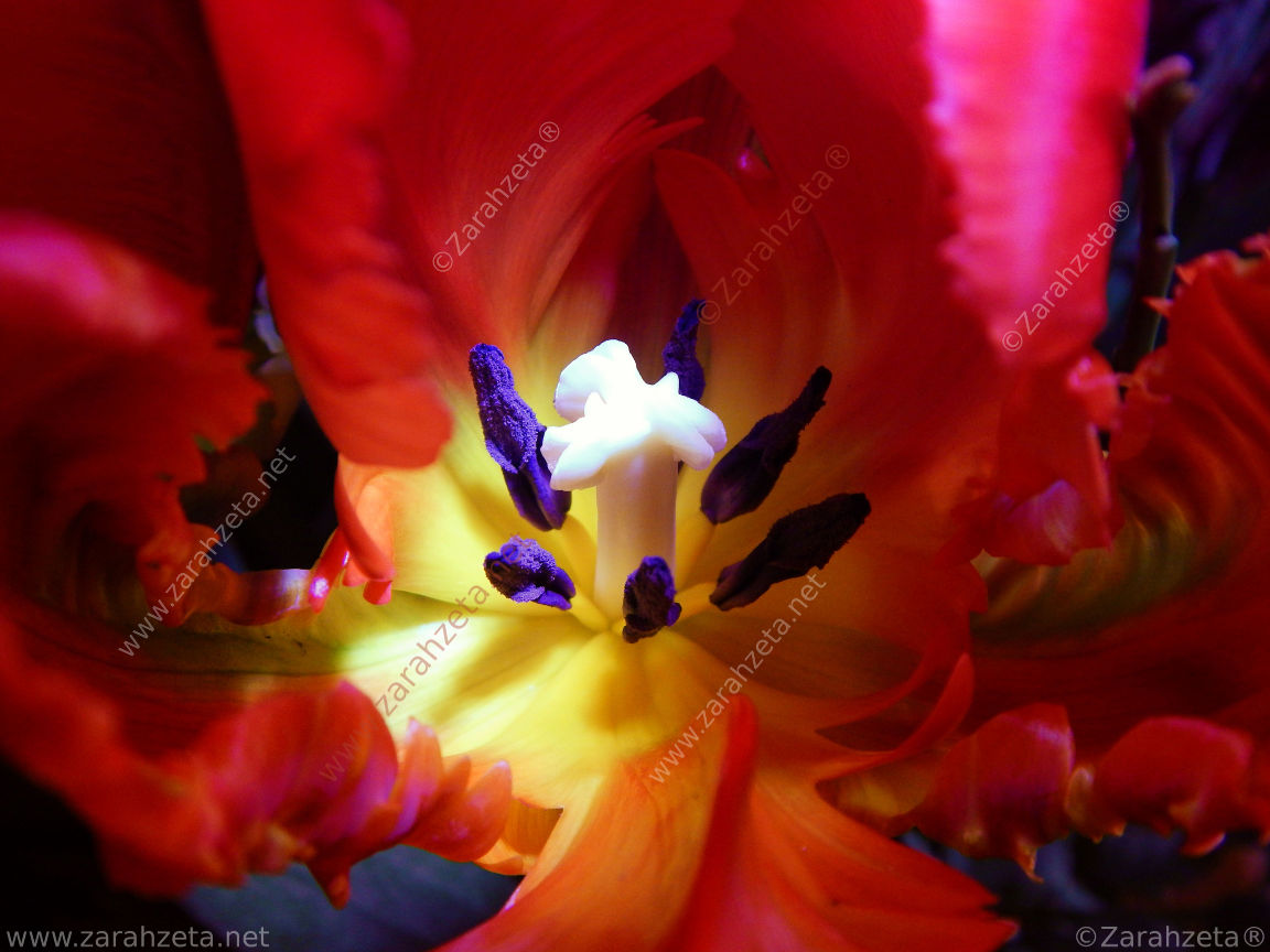 Bild Nr. 56: Floraler Thronsaal mit Blütenstempel einer Tulpe in Makro