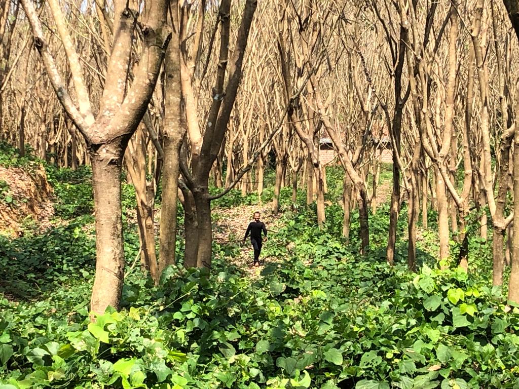Rich source of organic fertilizer