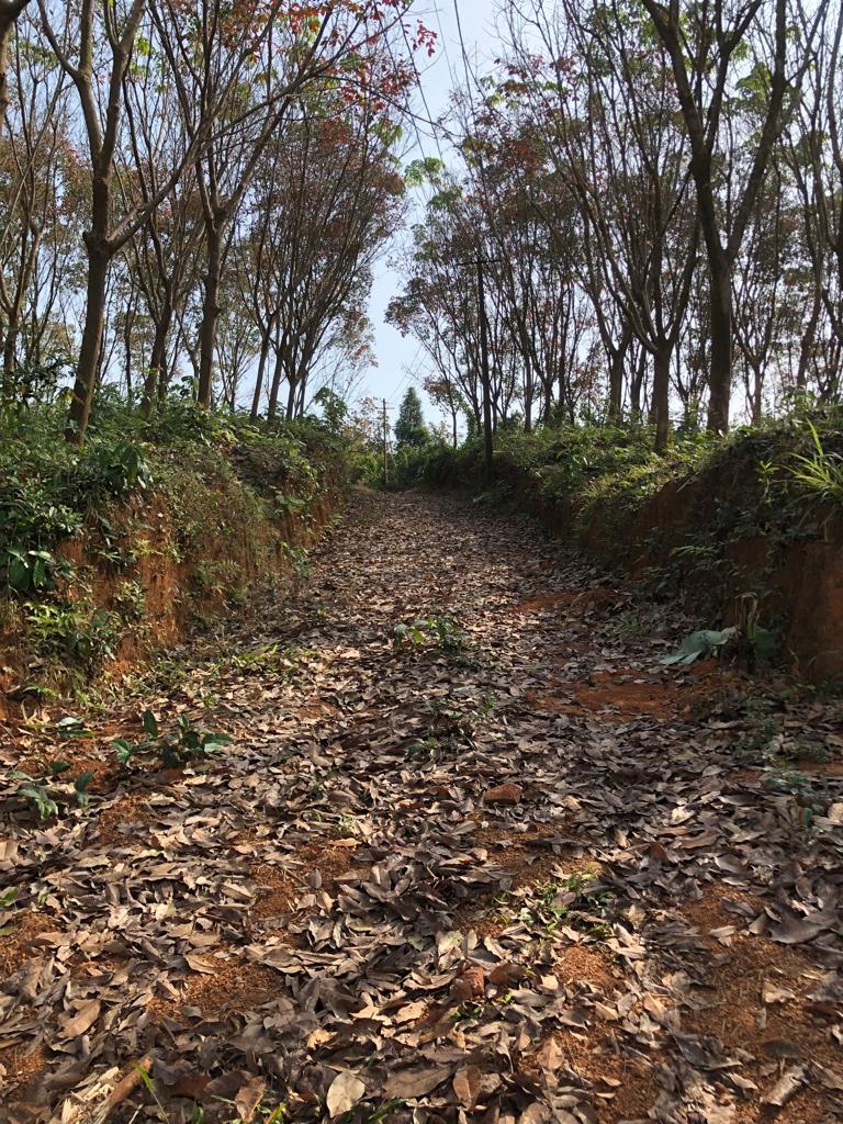 Soil protected / mulched