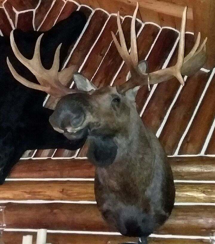Ak. Moose
