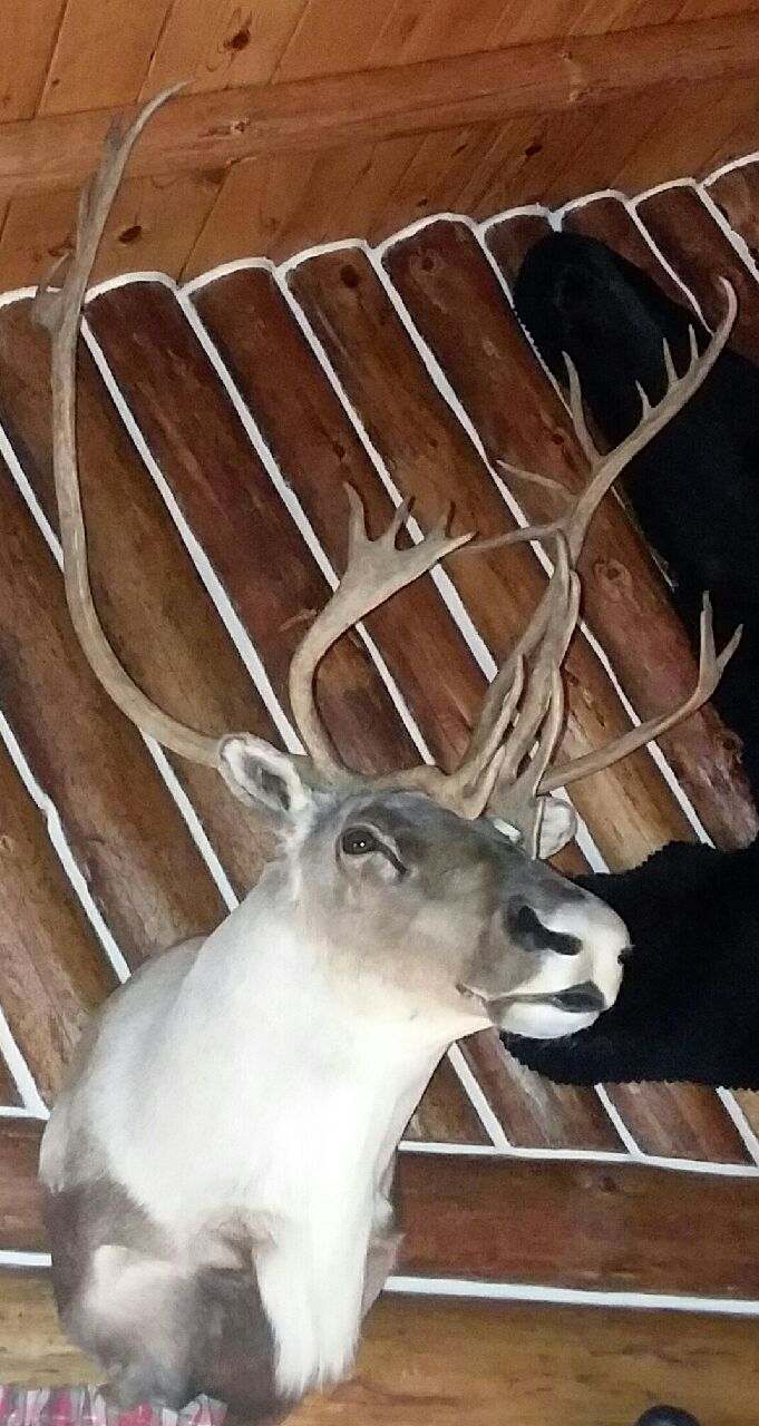 Ak Caribou 