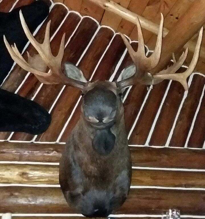 Ak. Moose