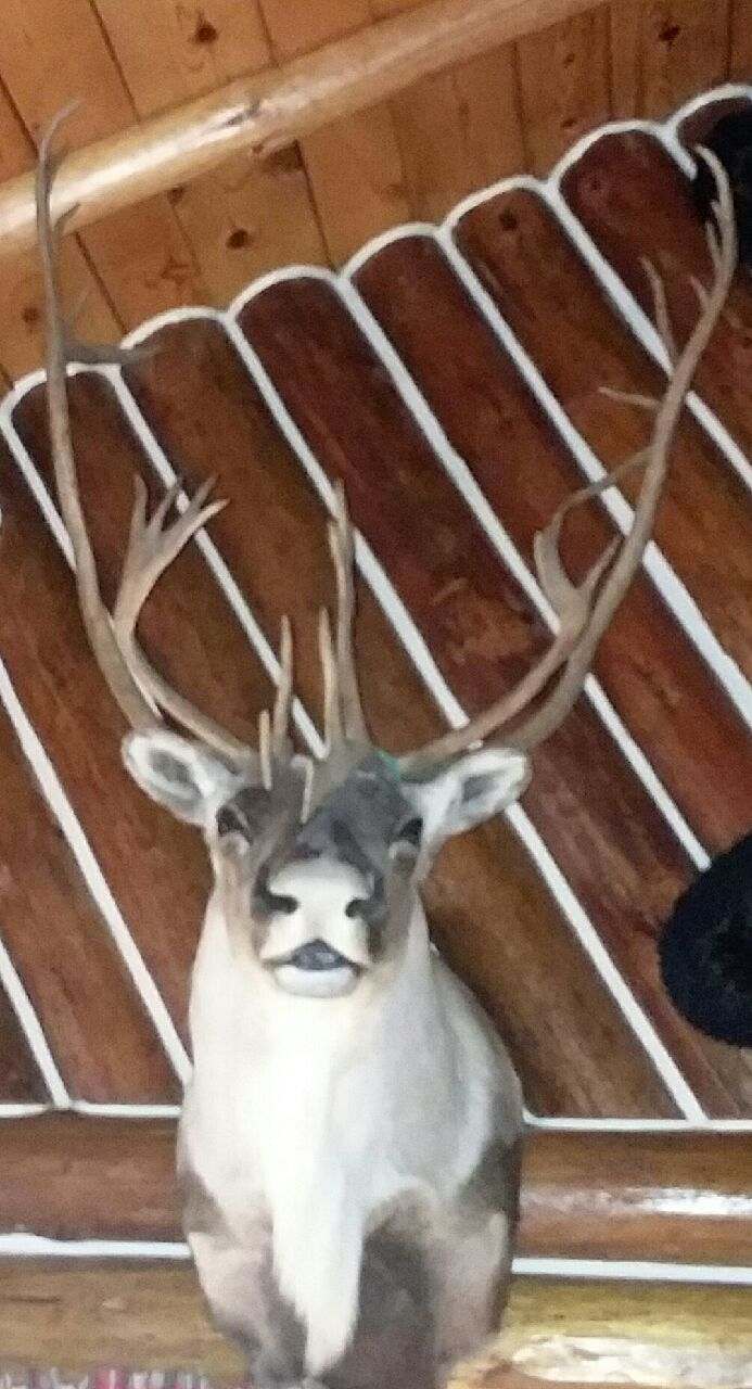 Ak Caribou 