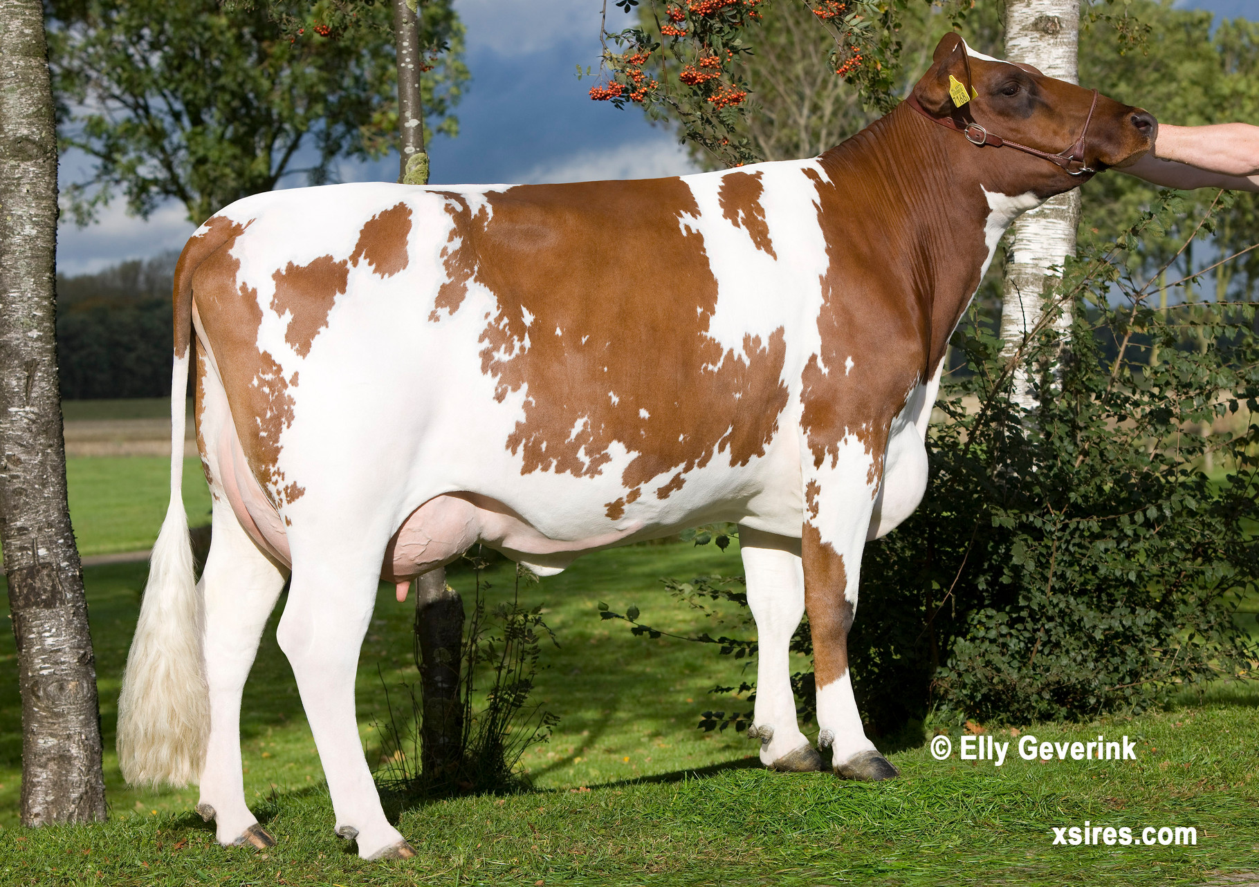 La Ayrshire Hacienda La Comarca