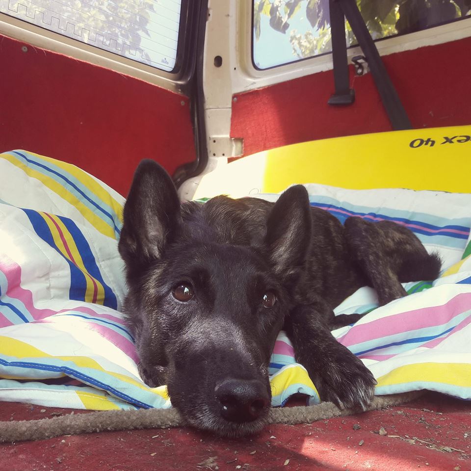 Hund Khaleesi undweg2016s Webseite!