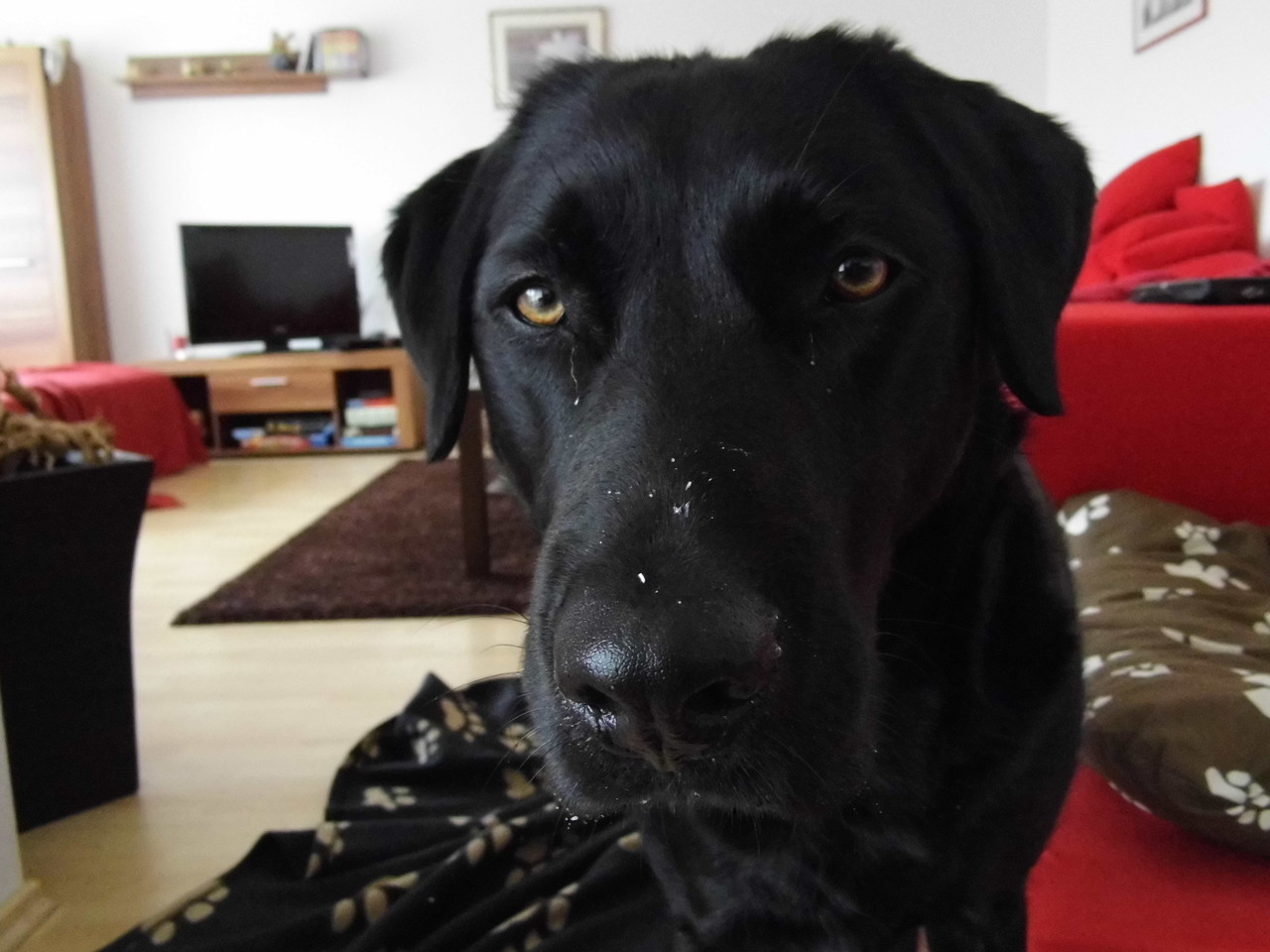 Großer Joshi joshiswelts Webseite!