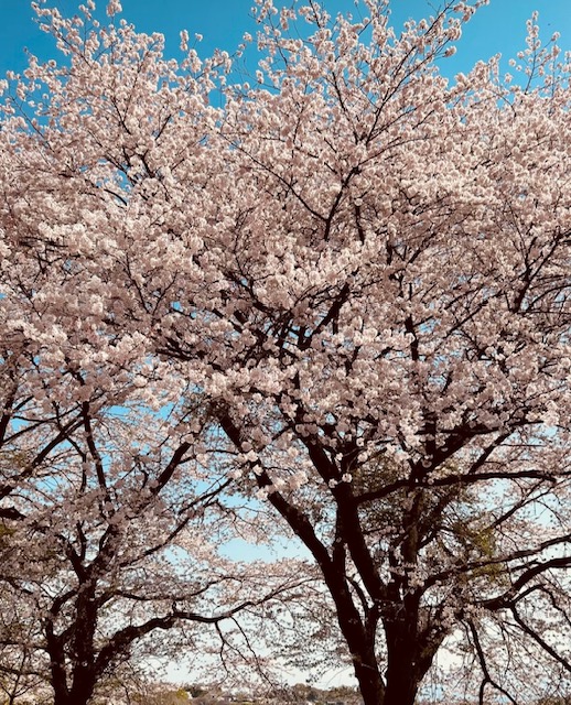 赏樱花的季节