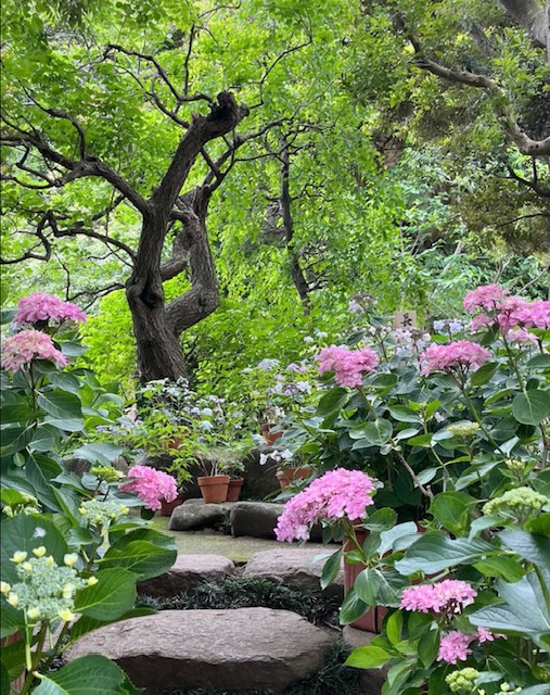 绣球花