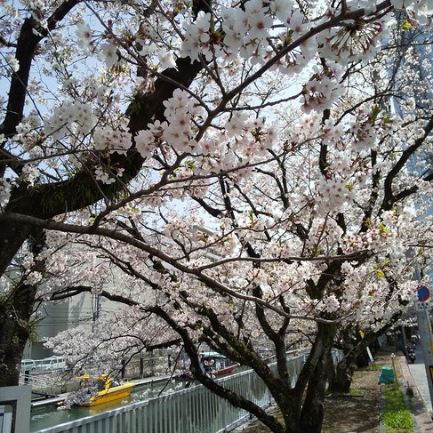 堀川・・桜並木も今が最も見所となりました。