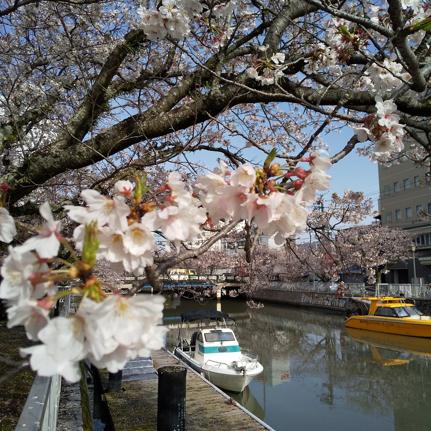 毎度、堀川桜の発信ですみません・・。