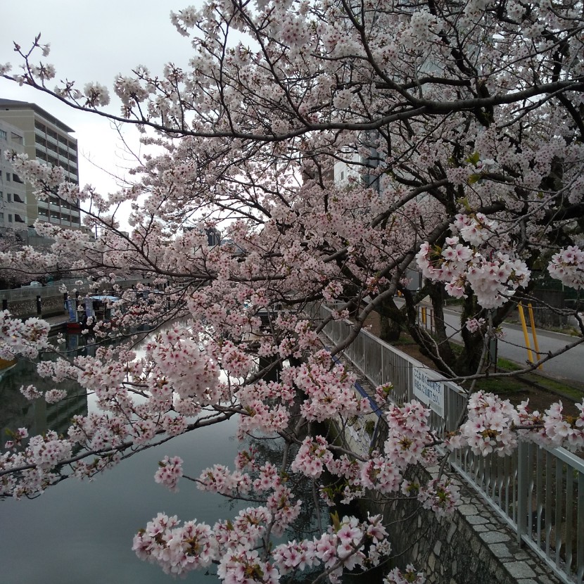 堀川の桜は今が満開です～。
