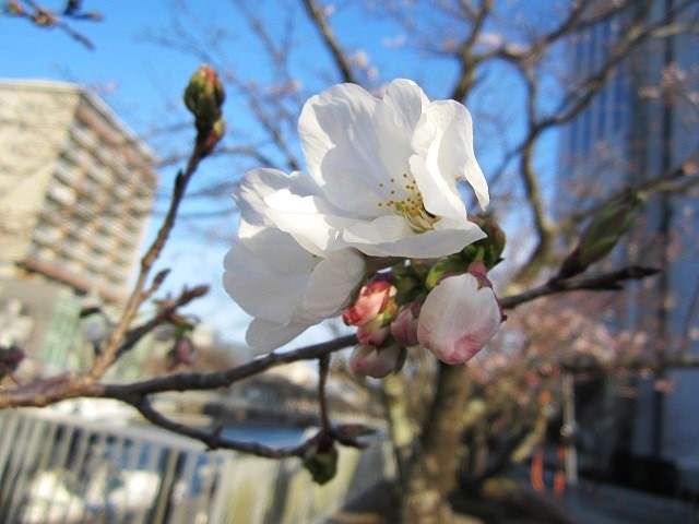 当店前の桜も、やっと開花してきました～