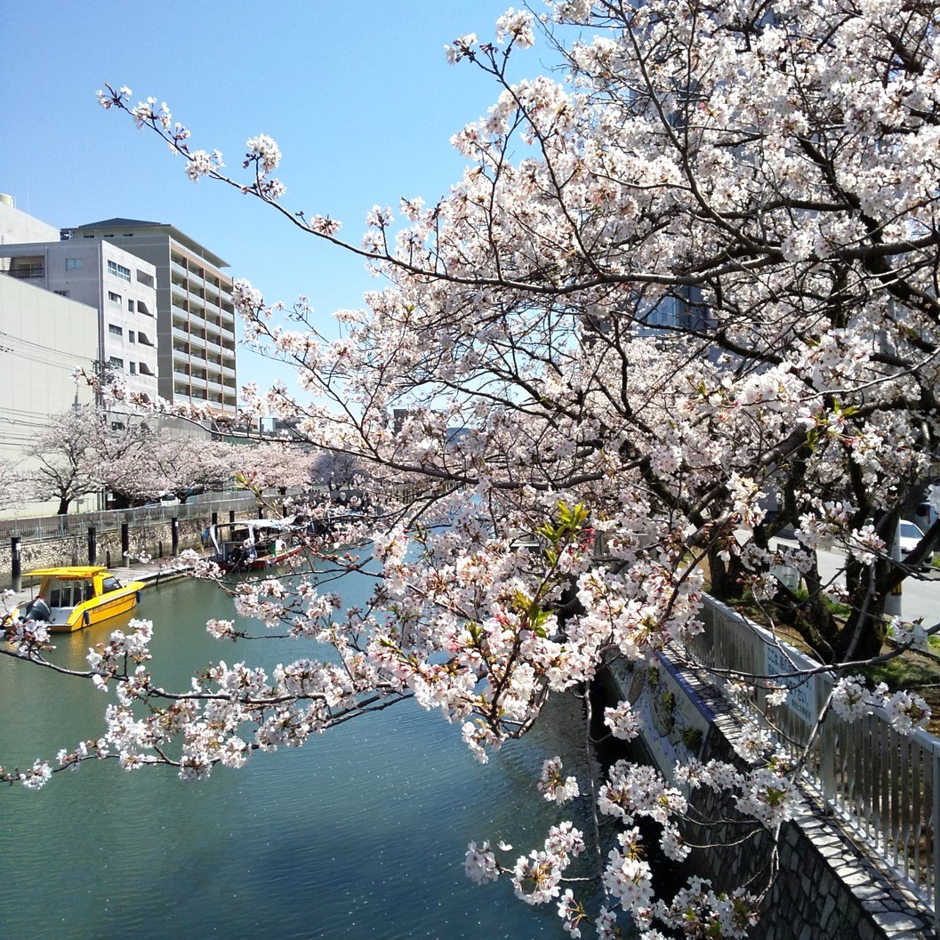 堀川桜並木はほぼ満開になりました～今日は残念ながら雨ですが・・