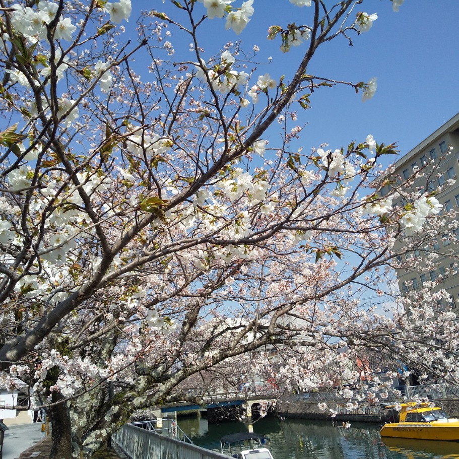 当店前の堀川の桜は3~４分咲きです・・。