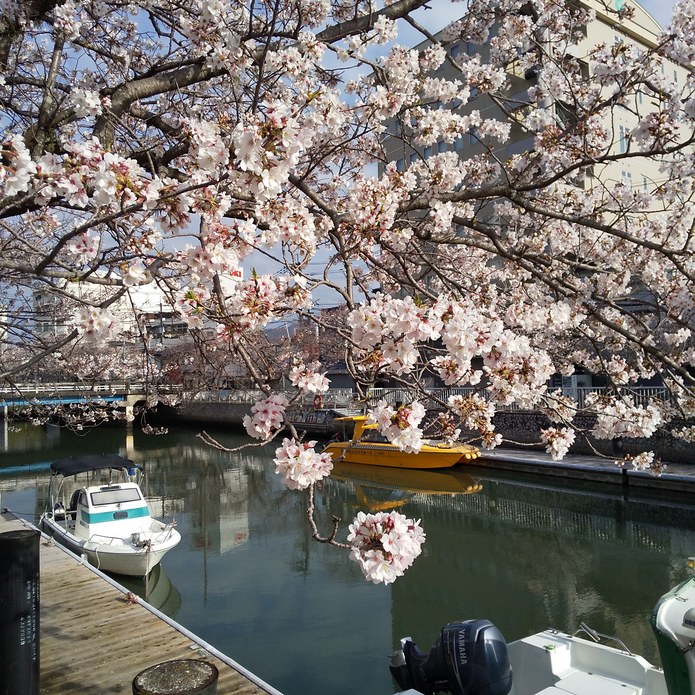 当店前の堀川桜並木は、ほぼ満開です。