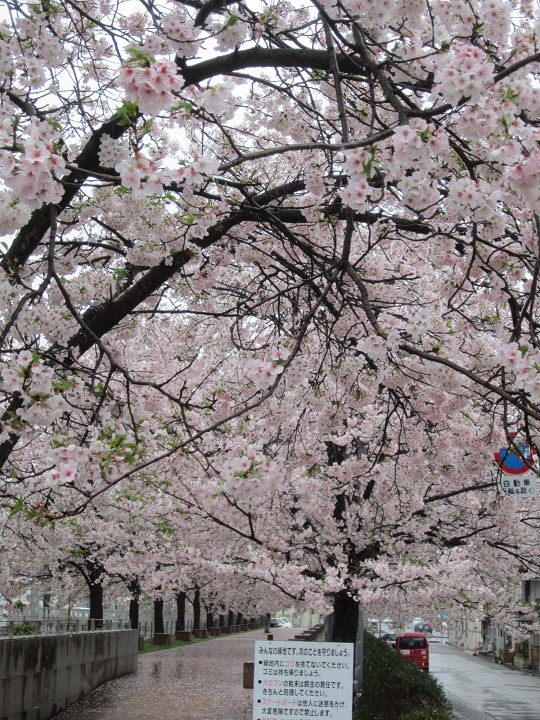 堀川沿いの綺麗な桜並木・・ほぼ満開です。