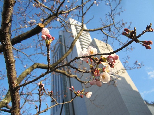 堀川前の桜も開花してきました・・・。