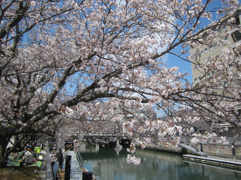 堀川桜並木は、ほぼ満開となりました・・・。
