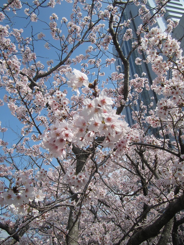 当店前の桜並木は今年は今月22日頃に開花しそうです～