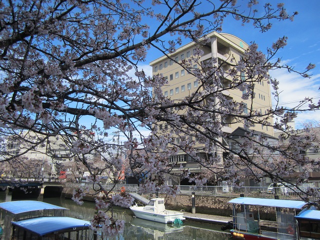 快晴の桜並木・・・堀川前にて。