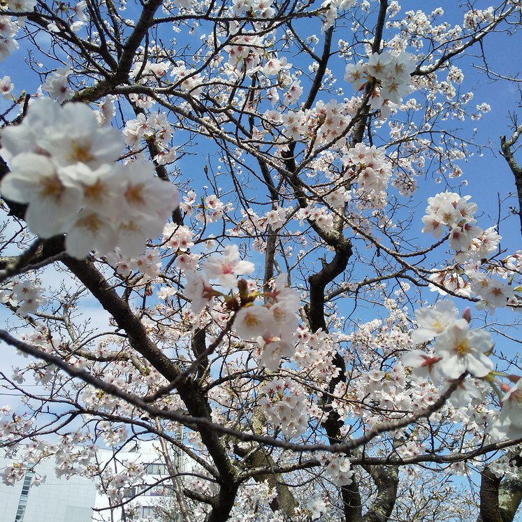 今日も堀川前の桜をご案内です。