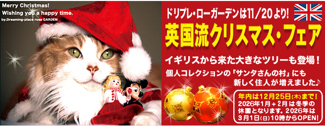 房総半島の森の中。手作りのドリプレ・ローズガーデン。 - 房総半島の